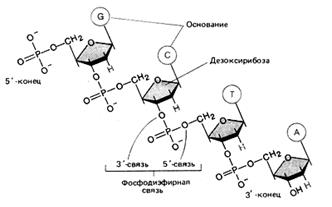 Сахарофосфатный остов ДНК